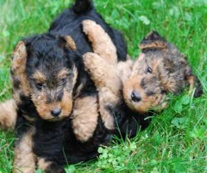 Puzzle Welsh Terrier κουτάβι